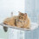 Foldable Cat Hammock Window Bed Cat Window Perch With Strong Suction Cups Sunny Window Seat 1