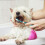 Soft silicone pet toothbrush Dark Green 1 pc 3