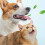 Soft silicone pet toothbrush Dark Green 1 pc 2