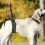 Practical Dog Slings All Breeds Dog Leg Support Lifting Aid-S 2 5