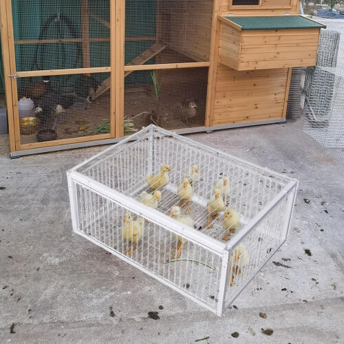 Pigeons Cage Automatic Sparrow Catcher EscapeProof Iron Trap 4Way Entry Foldable Cage For Macaws Parakeets Sparrows 2