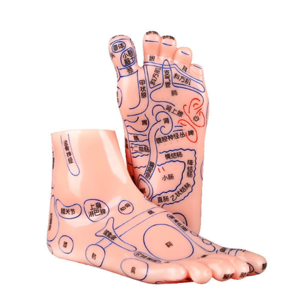 Foot Acupuncture Model, Reflexology Massage of Human Feet, Teaching Aid