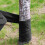 Durable Tree Protector Wrap Bandages For Safeguarding-10CMX80M 7