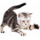 Cat Muzzle for Grooming with Breathable Comfort Lining, Adjustable Fit for Biting Prevention, S 5