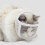 Cat Muzzle for Grooming with Breathable Comfort Lining, Adjustable Fit for Biting Prevention, S 4