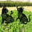 Décorations de jardin en métal pour chat, 1/2-Regarde le chat 4