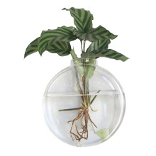 Conical Glass Wall Vase, Stylish Hydroponic Terrarium, Clear Borosilicate Glass, Perfect Home Office Decor For Succulent Plant Holder, 1 Piece, Transp