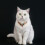 Colliers de chats, collier de costume, collier de princesse-M C 5