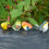 4 Stück Miniatur-Vogel-Dekofiguren, Vogelfiguren, Tiermodell, 5