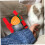 1PC Adjustable Rabbit Harness with Leash for Small Pets Like Bunnies, Kittens 4