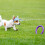 Chapeau de Baseball pour petits animaux de compagnie, chapeau-S2 6