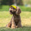 Chapeau de Baseball pour animaux de compagnie, à la mode,-M3 4