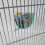Screw on Bird Parrots Feeding Container Large Capacity Feeders 5