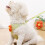 Hundeweste, schöne Blumenleine für das Training,-M Rosa 5
