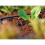 Hozelock Hozelock 2784 In Line Pressure Dripper 4mm (pack 5) 2