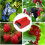 Blueberry Picker Scoop Fruit Picking Tool Cherry Rake Ergonomic Handle 5