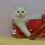 Cute pet storage  clear storage box, pet Key-Yellow eyeball 7