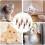 Inflatable cat balls – inflatable spheres, interactive cats, inflatable rollers, for exercise, bored kittens indoors. 3