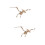 2 Unidades Kit Montaje DIY 3D Pterosaurio Madera 7