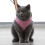 Peitoral Rosa Para Cães Leve Durável E Confortável 2