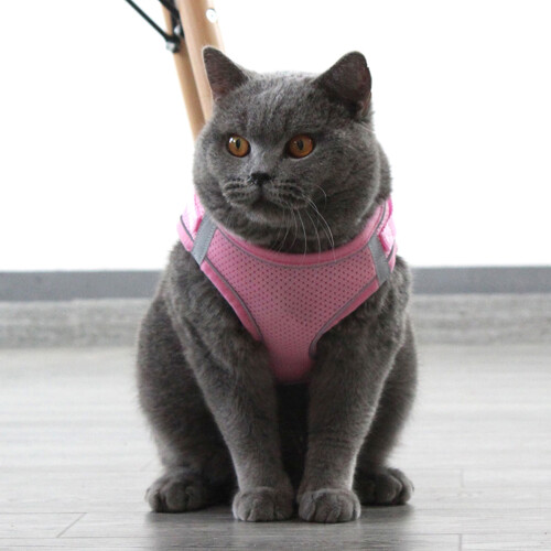 Peitoral Rosa Para Cães Leve Durável E Confortável 1