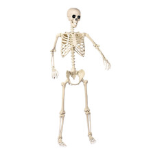 Full Body Halloweens Skeleton With Flexible Joints Sturdy-L