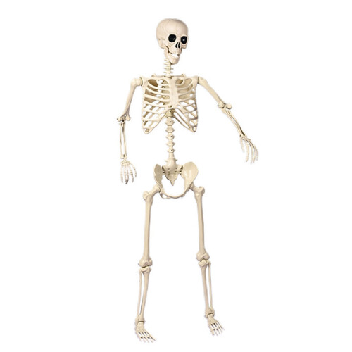 Full Body Halloweens Skeleton With Flexible Joints Sturdy-L