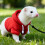 Pet Ferrets Sweatershirt Outfit And Walking Harness Set For-Red 6