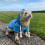 Pet Ferrets Sweatershirt Outfit And Walking Harness Set For-Red 5