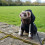Pet Ferrets Sweatershirt Outfit And Walking Harness Set For-Red 4