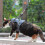 Escape Proof Harness Leash Set Small Adjustable Cat Vest Breathable Secure Design Blue Size S 3