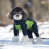 Costume d'Halloween pour chien de compagnie, doublure-2XL 6