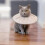 Comfortable Protective Collar Elizabethan Style For Cats Post Surgery Soft Baby Blue Size S 3