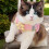 Cat Harness Adjustable Reflective Leash Set Breathable Mesh Straps Kitten Pattern For Outdoor Training 2