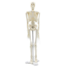 45 cm Human Anatomy Anatomical Skeleton Model Medical Learning Aid Anatomy Human Skeleton Model