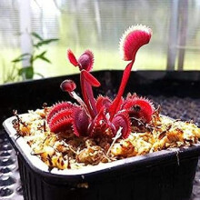 Rosso: 100 pieces Venus trap Seeds Nepenthes Grass Ornamental Balcony Plants Flowers Dionaea Muscipula Magnoliophyta: Seeds