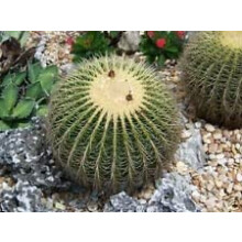 Echinocactus Grusonii Golden Barrel Yellow Cactus Rare Cactus 100 Seeds