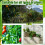 Clips d'entraînement de jardin adaptés à l'ajustement Flexible 7