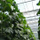 Clip de Support de croissance verticale pour plantes grimpantes, 6