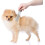 Pet Lover's Delight, Μεταλλική χτένα σκύλου για ξεμπέρδεμα χωρίς προβλήματα και λάμψη στο 4