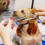 Pet Lover's Delight, Μεταλλική χτένα σκύλου για ξεμπέρδεμα χωρίς προβλήματα και λάμψη στο 6