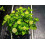 Weed Control Fleece Black (1x30m  30m) 4