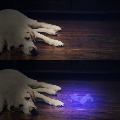 Ultraviolet Blacklight Detector for Scorpions Hunter, UV Flashlight Black Light with 51 High-Intensity LEDs, Multi-Functional & Practical for Pet 2