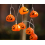 Σαγηνευτικές διακοσμήσεις για το Halloween: Φωτάκια σε σχήμα κολοκύθας με αισθητήρα 2
