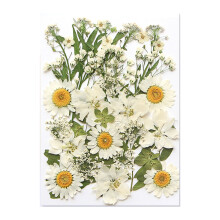 Natural Pressed Dried Flower Leaves For-white flower field