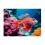 Ravensburger Ravensburger Red Lionfish Jigsaw Puzzle (500 Pieces) 2