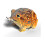 EUGY Desert Spadefoot Toad 2