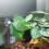 Betta Fish Leaf Bed Simulation Leaf Hammock Bed Rest-Y8 model 3