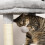 PawHut PawHut Cat Tree with Scratch Post Condo Perch for Indoor Cats, 85cm, Grey 8
