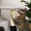 PawHut PawHut Cat Tree with Scratch Post Condo Perch for Indoor Cats, 85cm, Grey 7